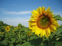 /album/nature-wallpapers-hd/a14-jpg1/